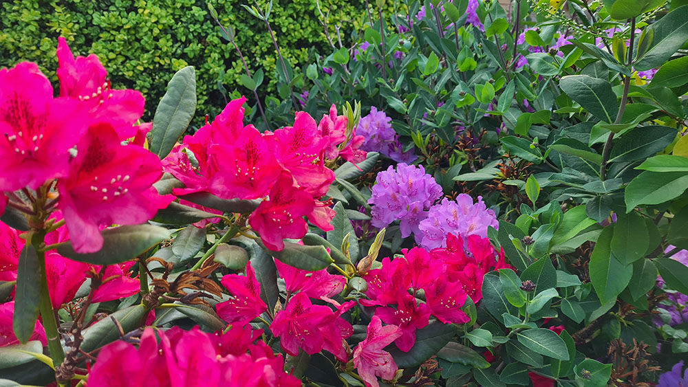 2021-06-06 08.29.57.jpg